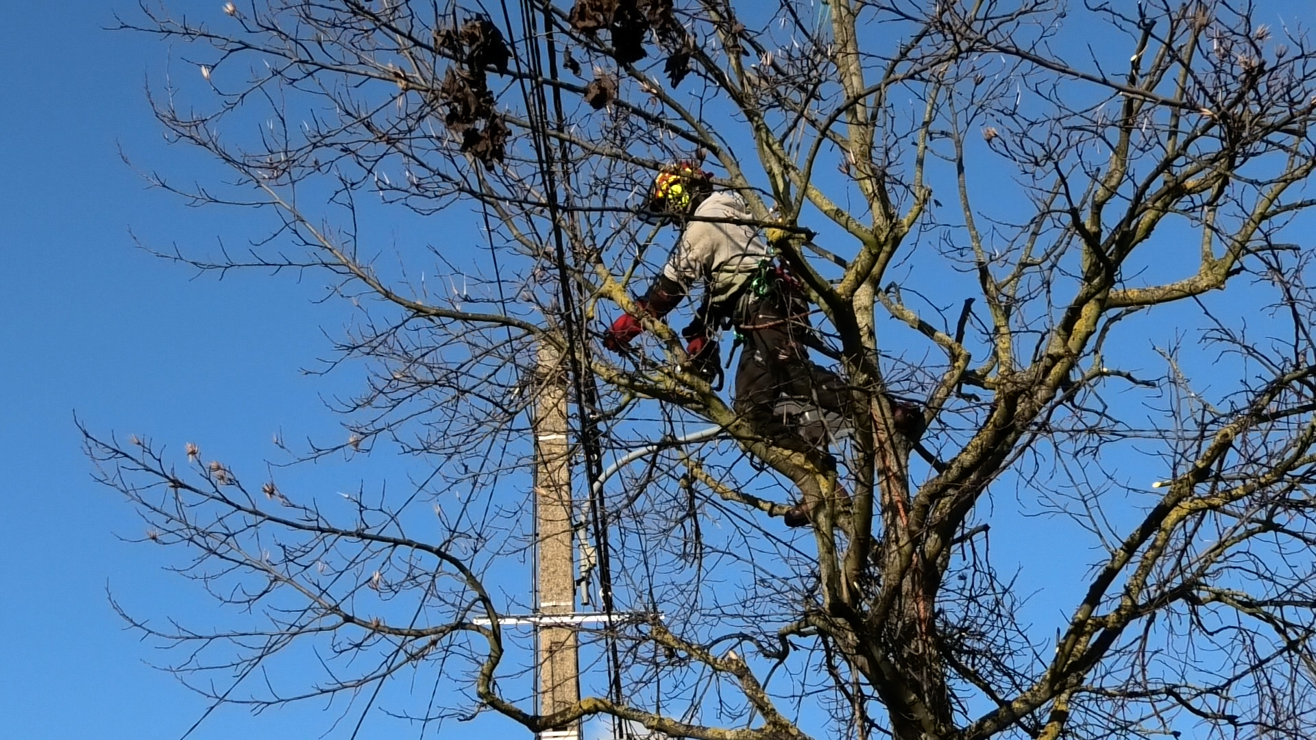 Gestion du patrimoine arboré 1 Arnouville J3 1 6639843